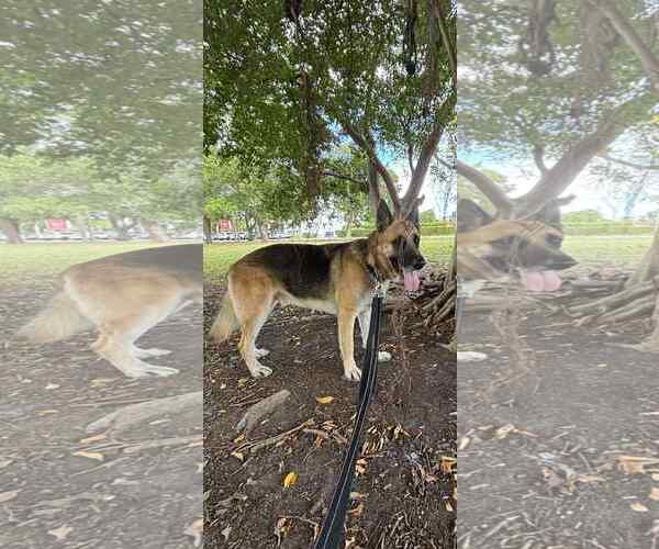 Medium Photo #3 German Shepherd Dog Puppy For Sale in Plantation, FL, USA
