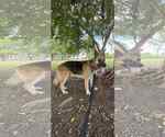 Small #2 German Shepherd Dog