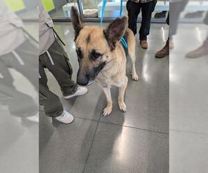 German Shepherd Dog Dogs for adoption in San Martin, CA, USA