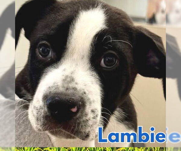 Medium Photo #1 Boxer-Unknown Mix Puppy For Sale in Hilton Head, SC, USA