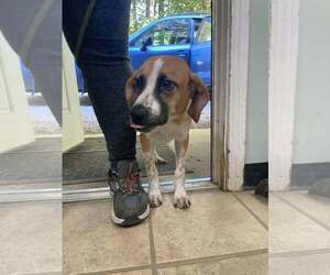 Johnny - Male Mutt Dog for Adoption - Photo #3