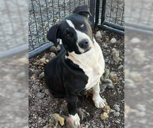 Mutt Dogs for adoption in Sammamish, WA, USA