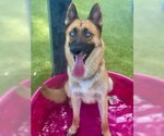 SVEN - Male German Shepherd Dog Dog for Adoption - Small photo