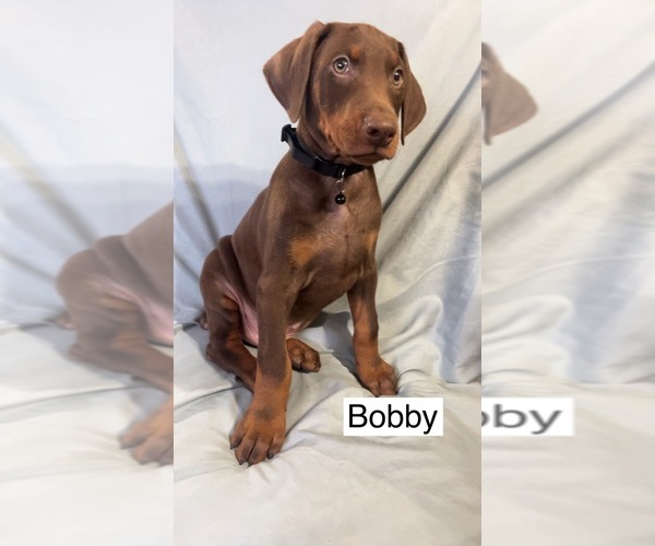 Medium Photo #4 Doberman Pinscher Puppy For Sale in POMEROY, OH, USA