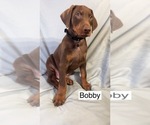 Small #3 Doberman Pinscher