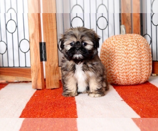 Medium Photo #2 Shih Tzu Puppy For Sale in NAPLES, FL, USA