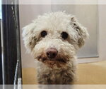 Small Poodle (Miniature)