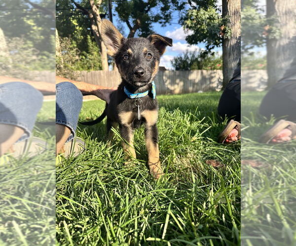 Medium Photo #4 German Shepherd Dog-Unknown Mix Puppy For Sale in West Sacramento, CA, USA