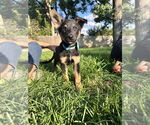 Small #3 German Shepherd Dog Mix