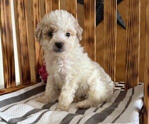 Poodle (Miniature) Puppy for sale in CURTISS, WI, USA