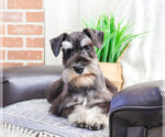 Small Photo #6 Schnauzer (Miniature) Puppy For Sale in SYRACUSE, IN, USA