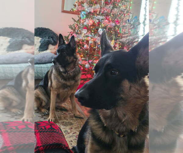 Medium Photo #14 German Shepherd Dog Puppy For Sale in LA FAYETTE, NY, USA