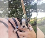 Small #11 Boston Terrier