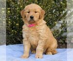 Small Photo #1 Golden Retriever Puppy For Sale in LITITZ, PA, USA