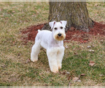 Small #5 Schnauzer (Miniature)