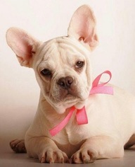 French Bulldog Puppy for sale in EL PASO, TX, USA