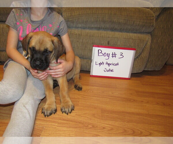 Medium Photo #14 Mastiff Puppy For Sale in FARMERVILLE, LA, USA