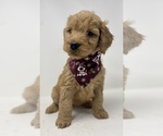 Small Photo #6 Double Doodle Puppy For Sale in PHILADELPHIA, PA, USA