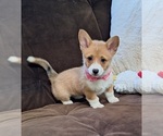 Small Photo #24 Pembroke Welsh Corgi Puppy For Sale in ARROYO GRANDE, CA, USA