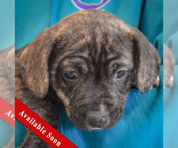 Medium Photo #1 Beagle-Unknown Mix Puppy For Sale in Huntley, IL, USA