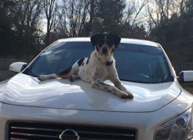 Medium Photo #3 Australian Mountain Dog Puppy For Sale in FISHERVILLE, TN, USA