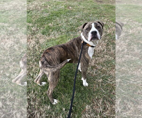 Medium Photo #2 Mutt Puppy For Sale in Evansville, IN, USA