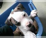 Small American Pit Bull Terrier Mix