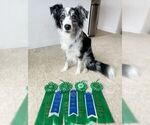 Small Photo #44 Border Collie Puppy For Sale in MOSIER, OR, USA