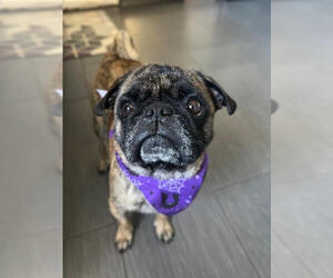 Pug Dogs for adoption in Indianapolis, IN, USA