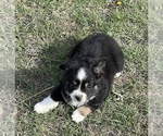 Small Photo #43 Miniature Australian Shepherd Puppy For Sale in ARDMORE, OK, USA