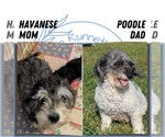 Small #10 Poovanese