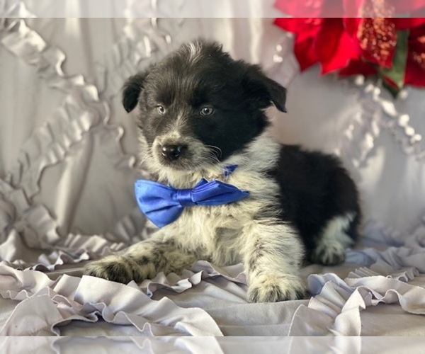 Medium Photo #2 Border-Aussie Puppy For Sale in LANCASTER, PA, USA