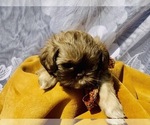Small Photo #2 Shih Tzu Puppy For Sale in GREENVILLE, SC, USA