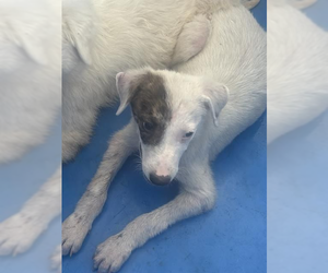 Mutt Dogs for adoption in Andover, MN, USA