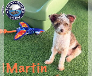 Martin - Male Shih-Poo Dog for Adoption - Photo #2