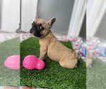 Small Photo #3 French Bulldog Puppy For Sale in KISSIMMEE, FL, USA