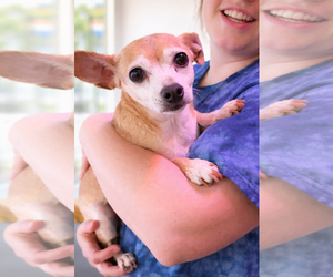 Sugar Chi - Female Chihuahua Dog for Adoption - Photo #3