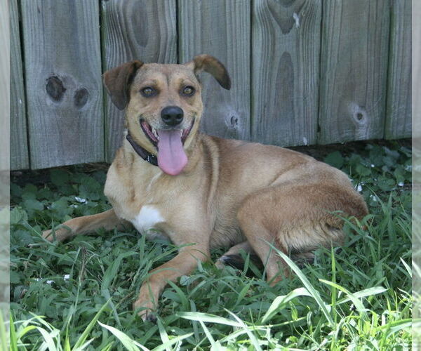 Medium Photo #2 Mutt Puppy For Sale in Abbeville, LA, USA