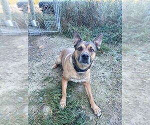 Mutt Dogs for adoption in Calgary, Alberta, Canada