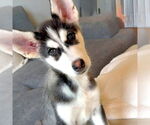 Small #2 Siberian Husky