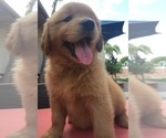 Small Golden Retriever