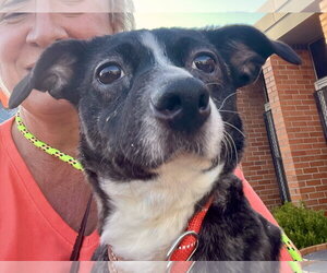 Dachshund-Unknown Mix Dogs for adoption in Mount Laurel, NJ, USA
