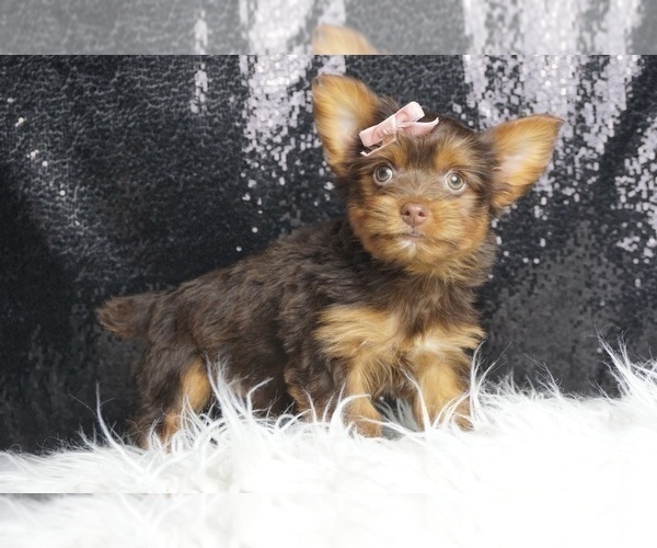 Medium Photo #5 Yorkshire Terrier Puppy For Sale in WARSAW, IN, USA