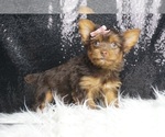 Small Photo #5 Yorkshire Terrier Puppy For Sale in WARSAW, IN, USA