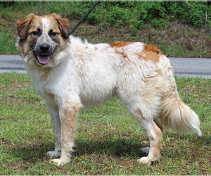 Aussie Pyrenees Dogs for adoption in Prattville, AL, USA