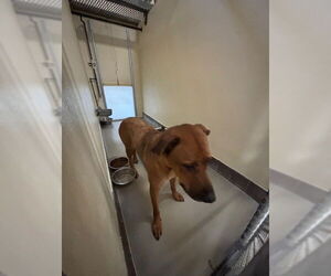 Mutt Dogs for adoption in Sanford, FL, USA