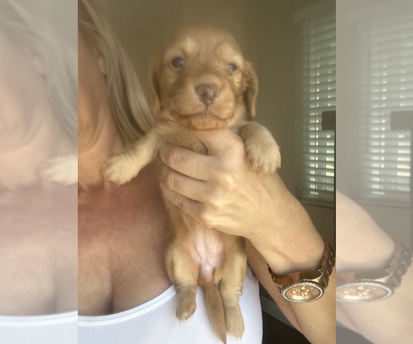 Medium Photo #7 Dachshund Puppy For Sale in SAN DIEGO, CA, USA