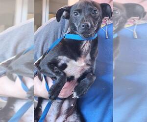 Chihuahua Dogs for adoption in Houston, TX, USA
