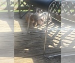 Small #2 American Bully
