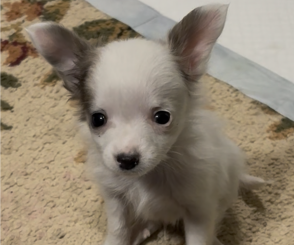 Medium Photo #1 Chihuahua Puppy For Sale in FAYETTEVILLE, NC, USA